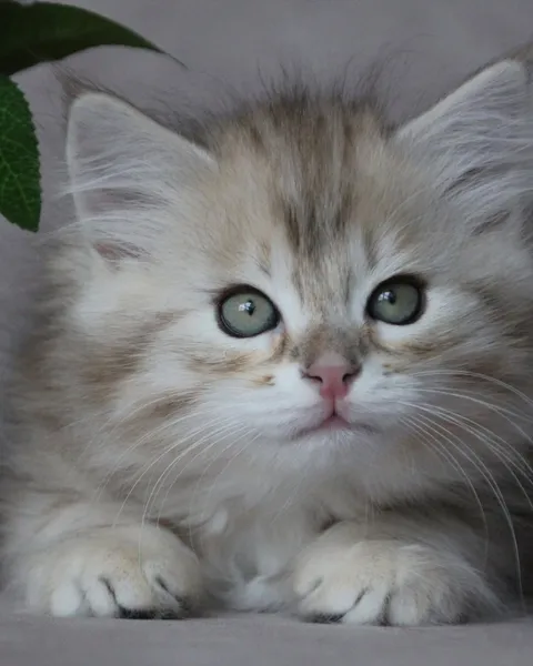 Watson, chaton Sibérien