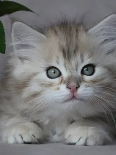 Watson, chaton Sibérien