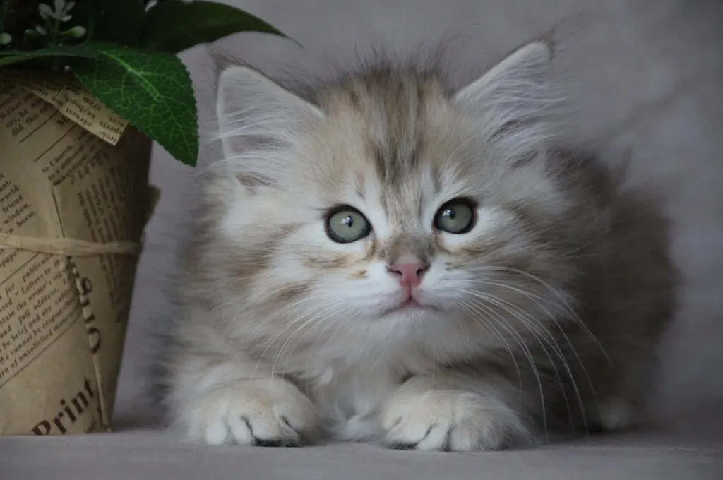 Watson, chaton Sibérien