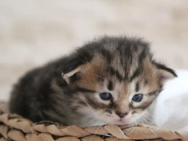 Willow, chaton Sibérien