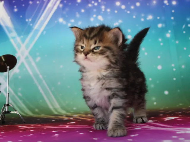 Willow, chaton Sibérien