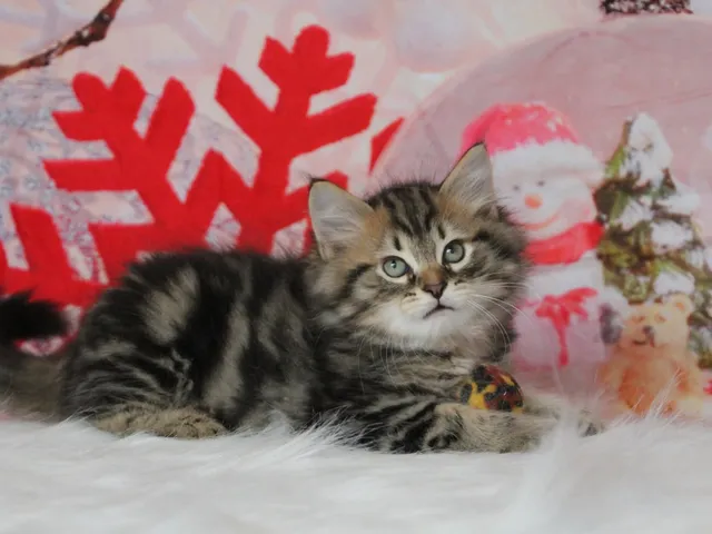 Willow, chaton Sibérien