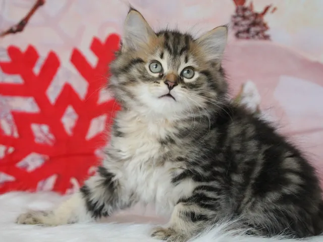 Willow, chaton Sibérien