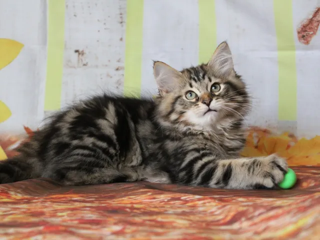 Willow, chaton Sibérien