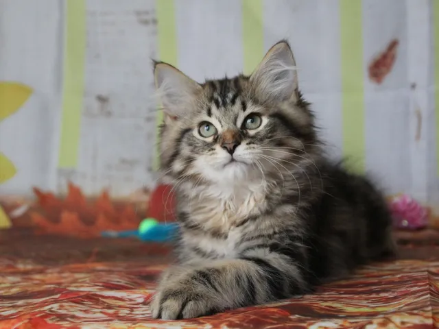 Willow, chaton Sibérien