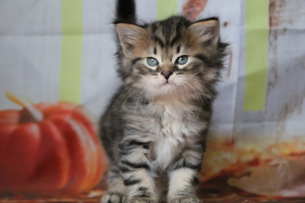 Willow, chaton Sibérien