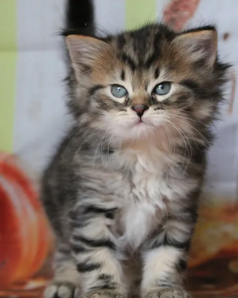 Willow, chaton Sibérien