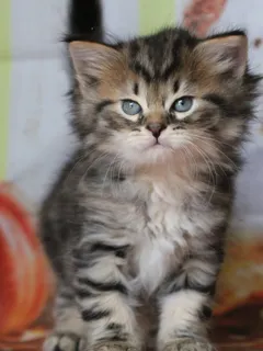 Willow, chaton Sibérien