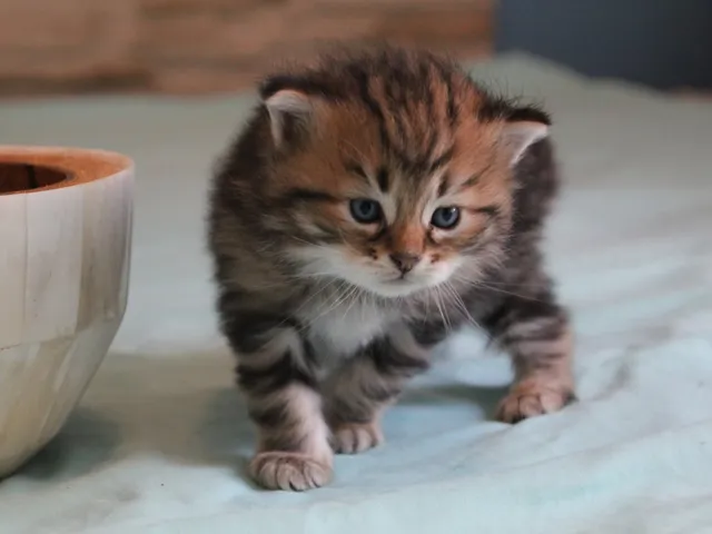 Yoshi, chaton Sibérien