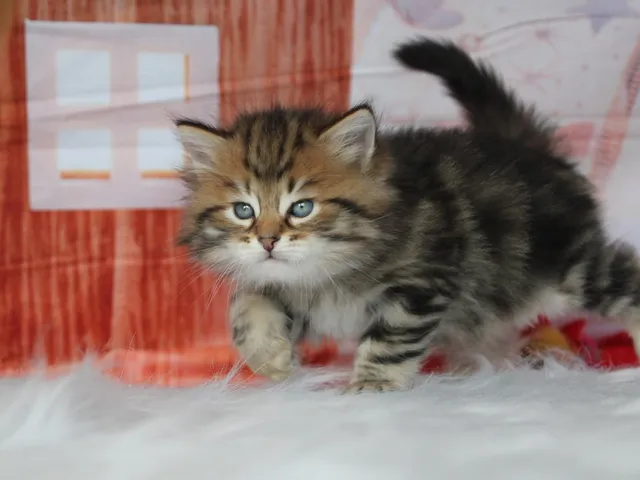 Yoshi, chaton Sibérien