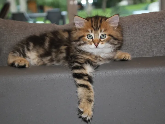 Yoshi, chaton Sibérien