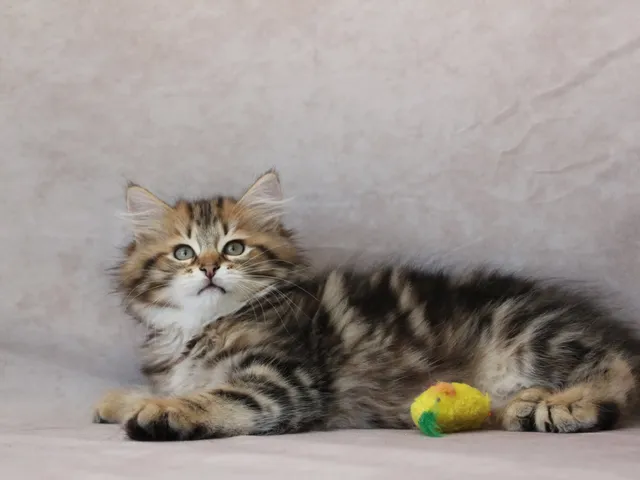 Yoshi, chaton Sibérien