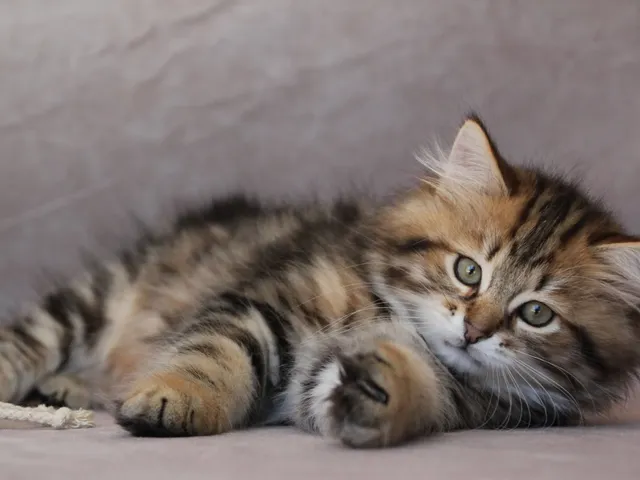 Yoshi, chaton Sibérien