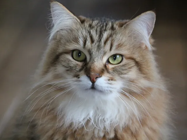 Yoshi, chaton Sibérien