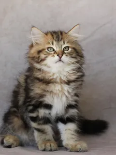Yoshi, chaton Sibérien