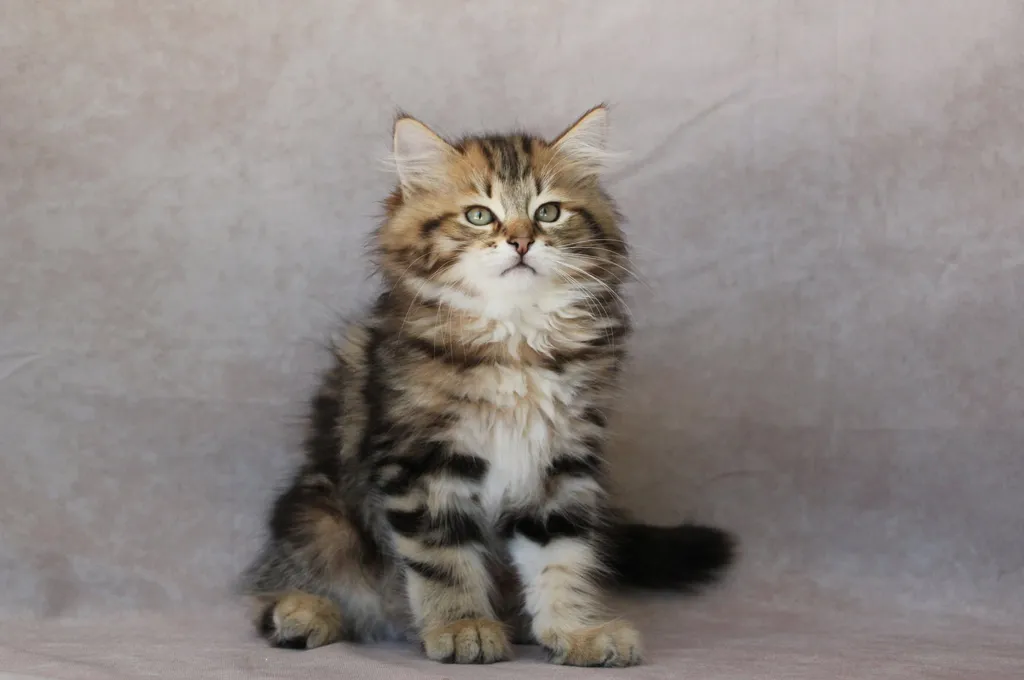 Yoshi, chaton Sibérien
