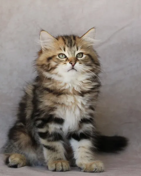Yoshi, chaton Sibérien