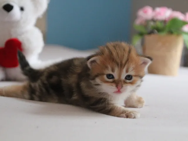 Yuki, chaton Sibérien