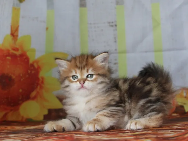 Yuki, chaton Sibérien