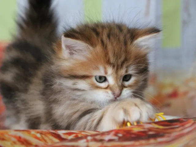 Yuki, chaton Sibérien