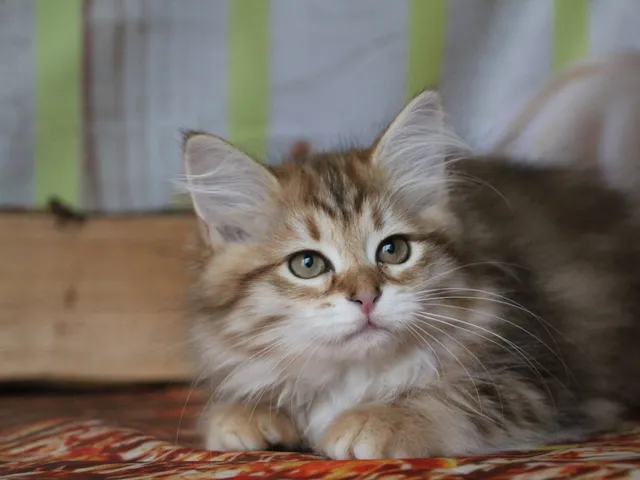 Yuki, chaton Sibérien