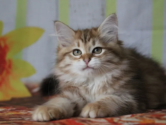 Yuki, chaton Sibérien