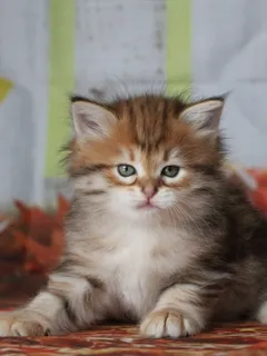 Yuki, chaton Sibérien