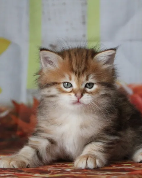 Yuki, chaton Sibérien