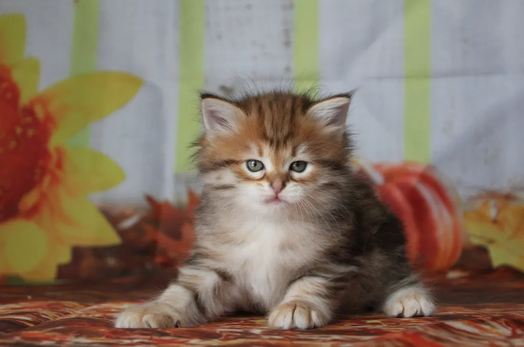 Yuki, chaton Sibérien