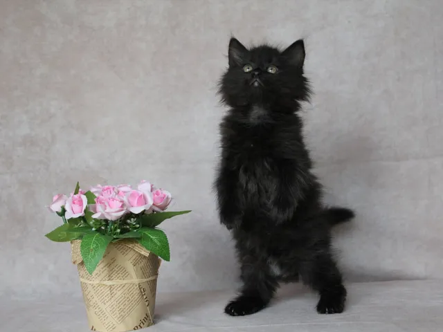 Yuna, chaton Sibérien