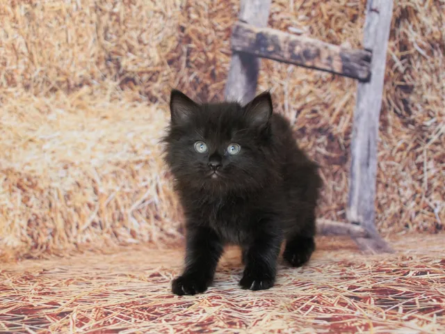 Yuna, chaton Sibérien