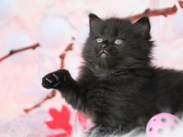 Yuna, chaton Sibérien