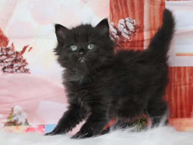 Yuna, chaton Sibérien