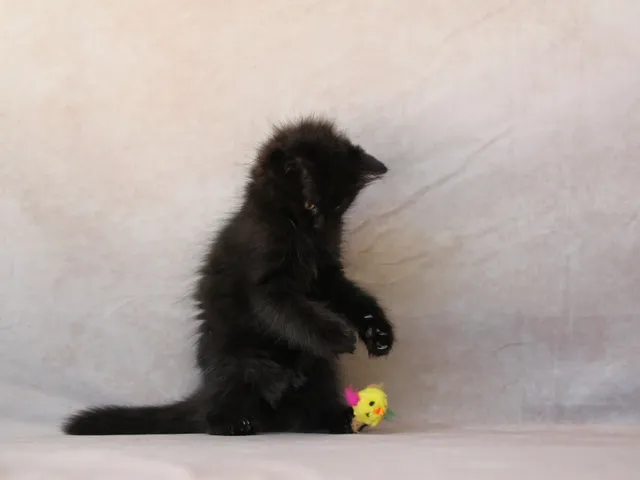 Yuna, chaton Sibérien