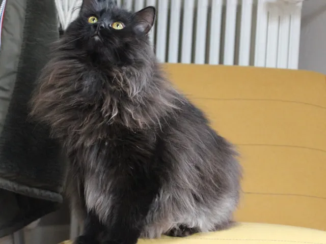 Yuna, chaton Sibérien