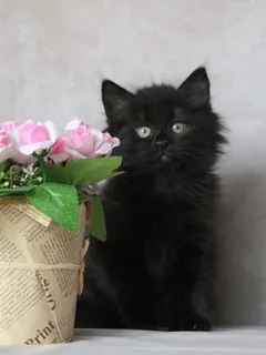 Yuna, chaton Sibérien