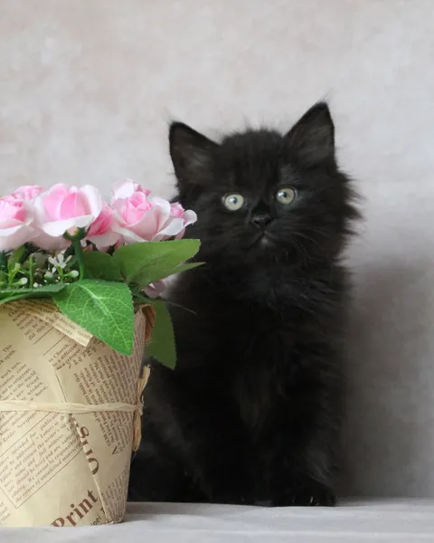 Yuna, chaton Sibérien