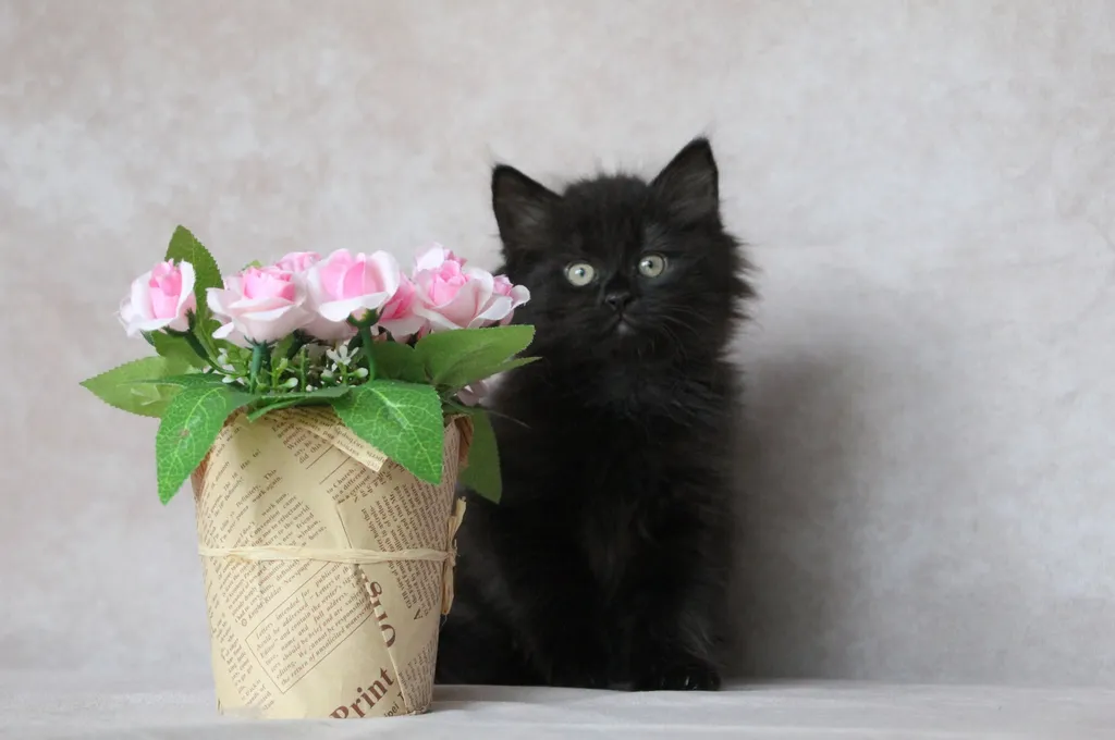 Yuna, chaton Sibérien