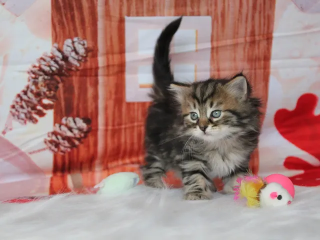 Zilla, chaton Sibérien