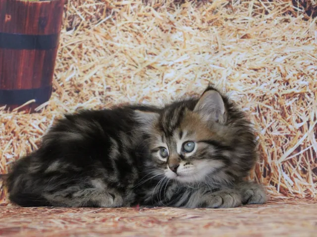 Zilla, chaton Sibérien