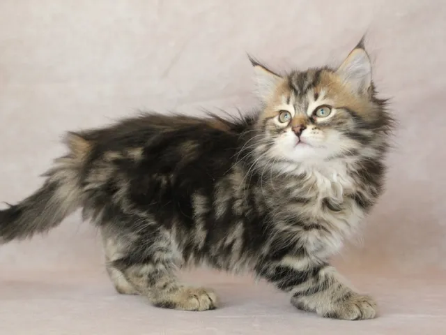 Zilla, chaton Sibérien