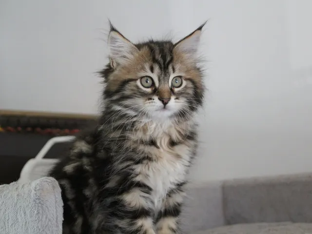 Zilla, chaton Sibérien