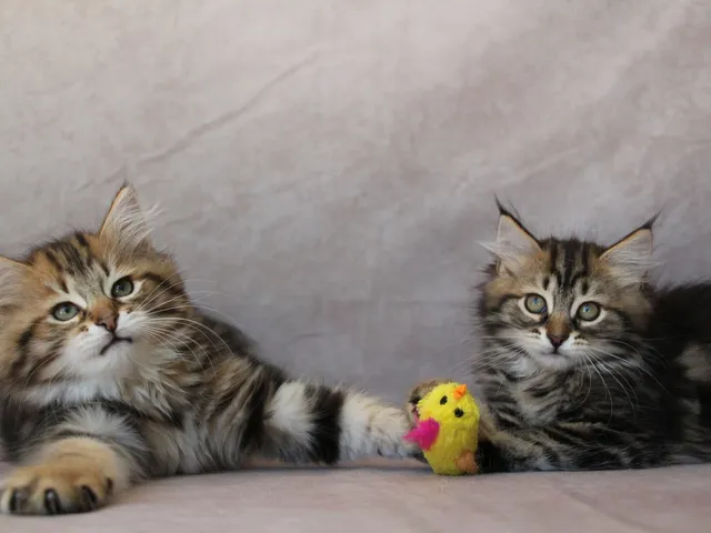 Zilla, chaton Sibérien
