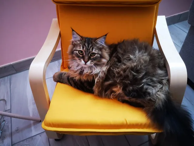 Zilla, chaton Sibérien