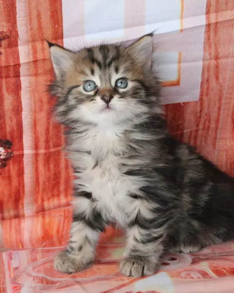 Zilla, chaton Sibérien