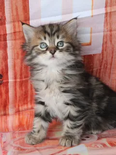 Zilla, chaton Sibérien