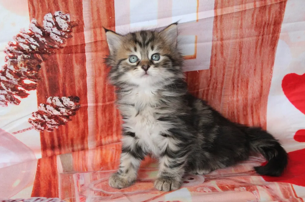Zilla, chaton Sibérien